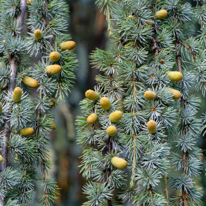 Cedru Atlantic Glauca - Cedrus Atlantica 'Glauca Pendula'