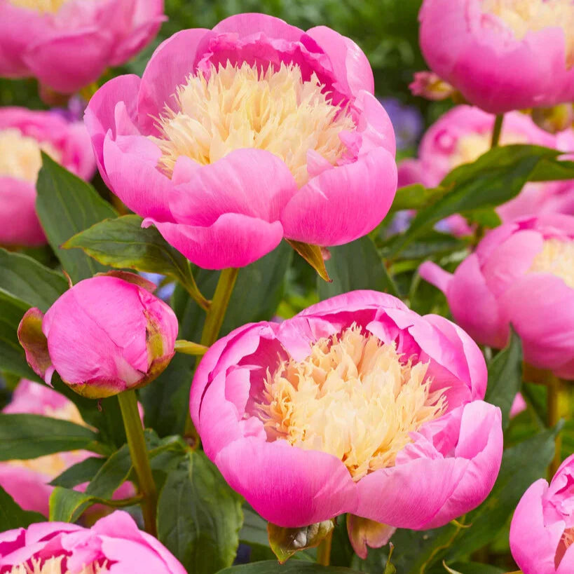 Bujor Bowl Of Beauty Mov-Lila - Paeonia Lactiflora Bowl Of Beauty