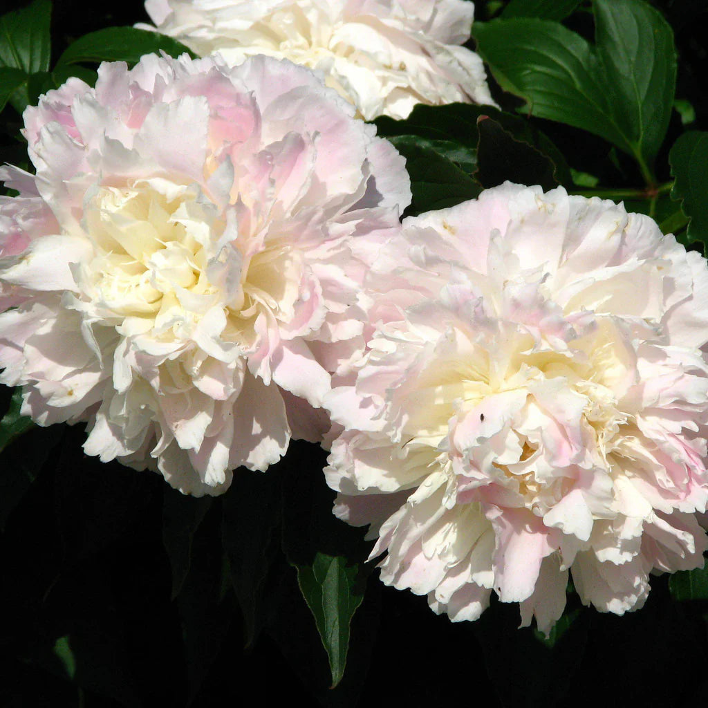 Bujor Shirley Temple Alb - Paeonia Lactiflora Shirley Temple