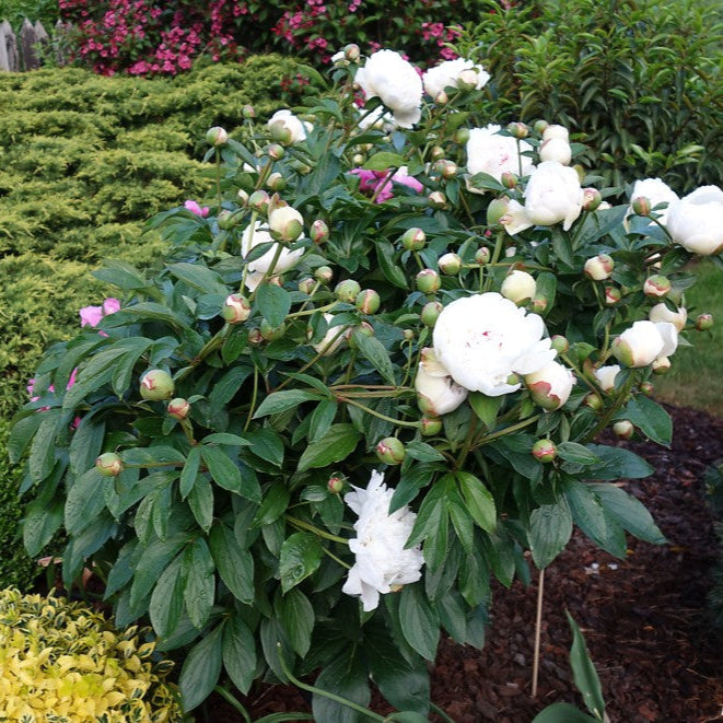 Bujor White Sensation Alb - Paeonia Lactiflora White Sensation