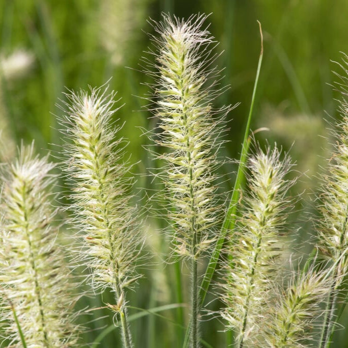 Iarbă Decorativă Little Bunny - Pennisetum Alopecuroides Little Bunny