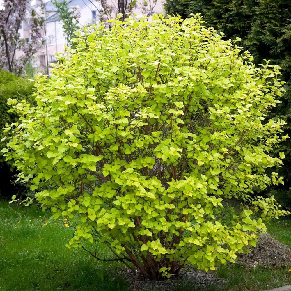 Fisorcap Luteus - Physocarpus Opulifolius Luteus