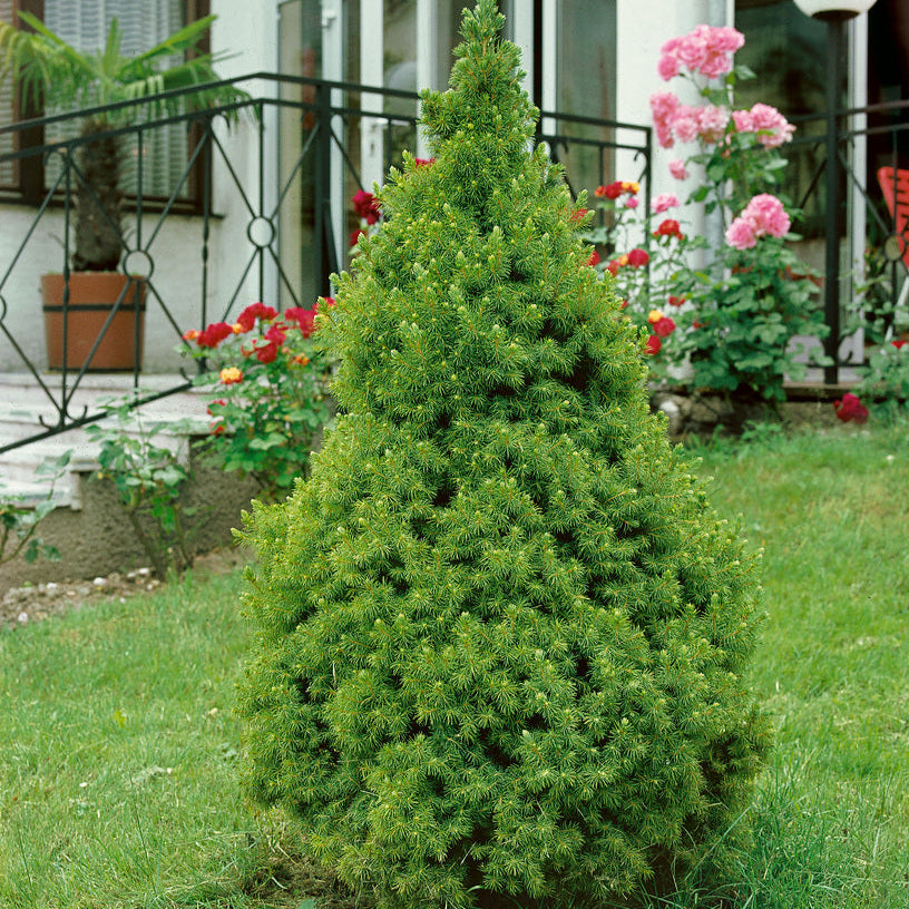 Molid Pitic Conic - Picea Glauca Conica