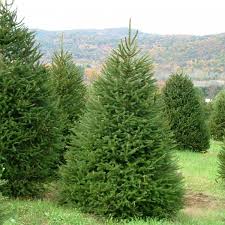 Molid - Picea Abies