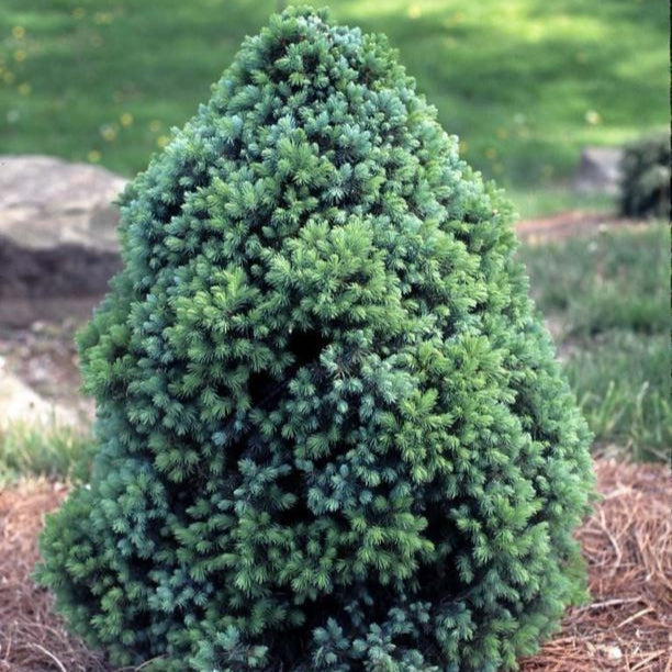 Molid Sanders Blue - Picea Glauca Conica Sanders Blue