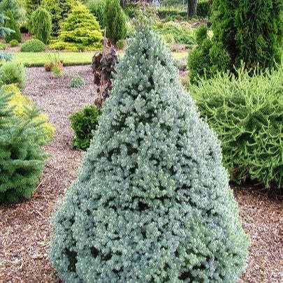 Molid Sanders Blue - Picea Glauca Conica Sanders Blue