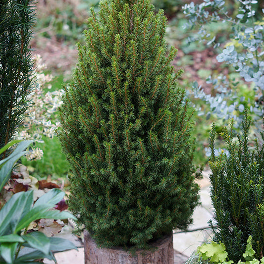 Molid Alb Perfecta - Picea Glauca Perfecta