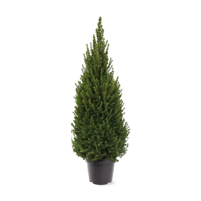 Molid Alb Perfecta - Picea Glauca Perfecta