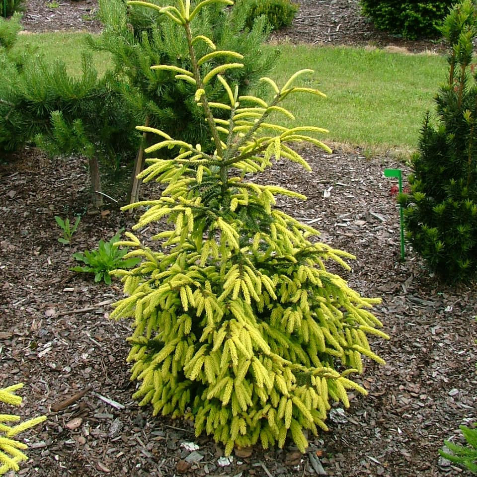 Molid Oriental Early Gold - Picea Orientalis Early Gold