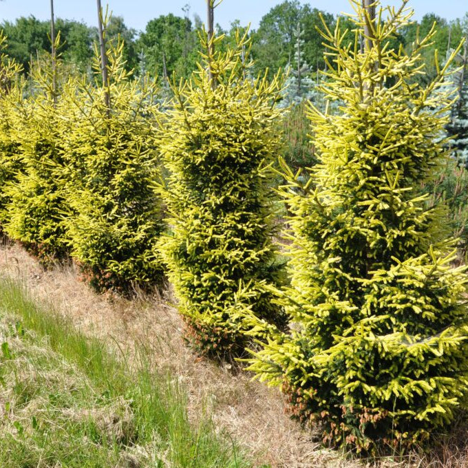 Molid Oriental Early Gold - Picea Orientalis Early Gold