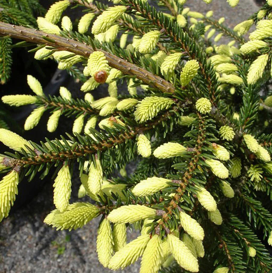 Molid Oriental Early Gold - Picea Orientalis Early Gold