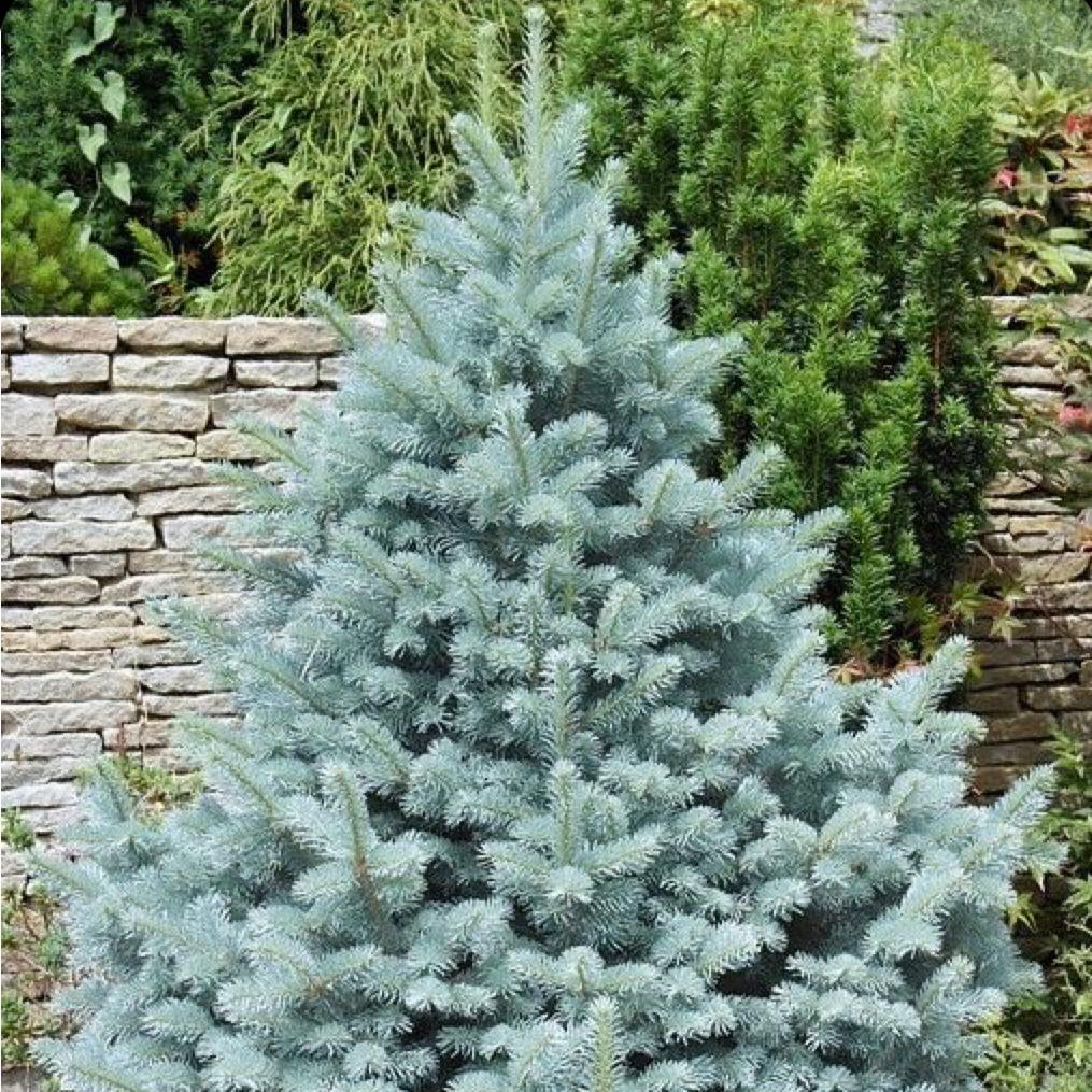 Molid Argintiu Fat Albert - Picea Pungens Fat Albert