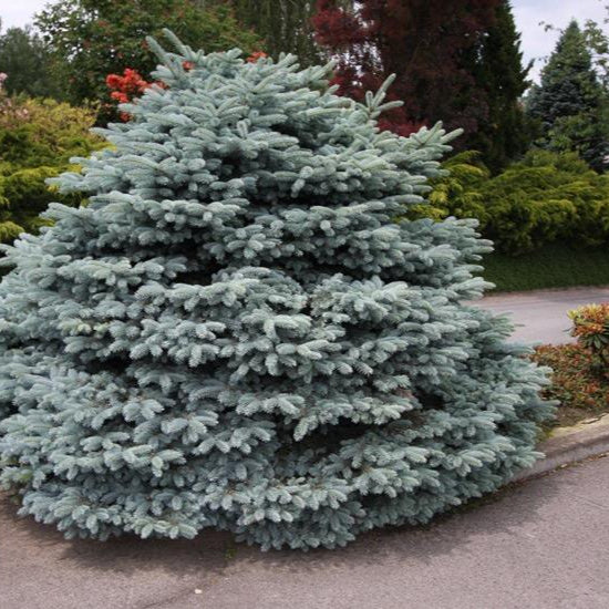 Molid Argintiu Globular - Picea Pungens Glauca Globosa
