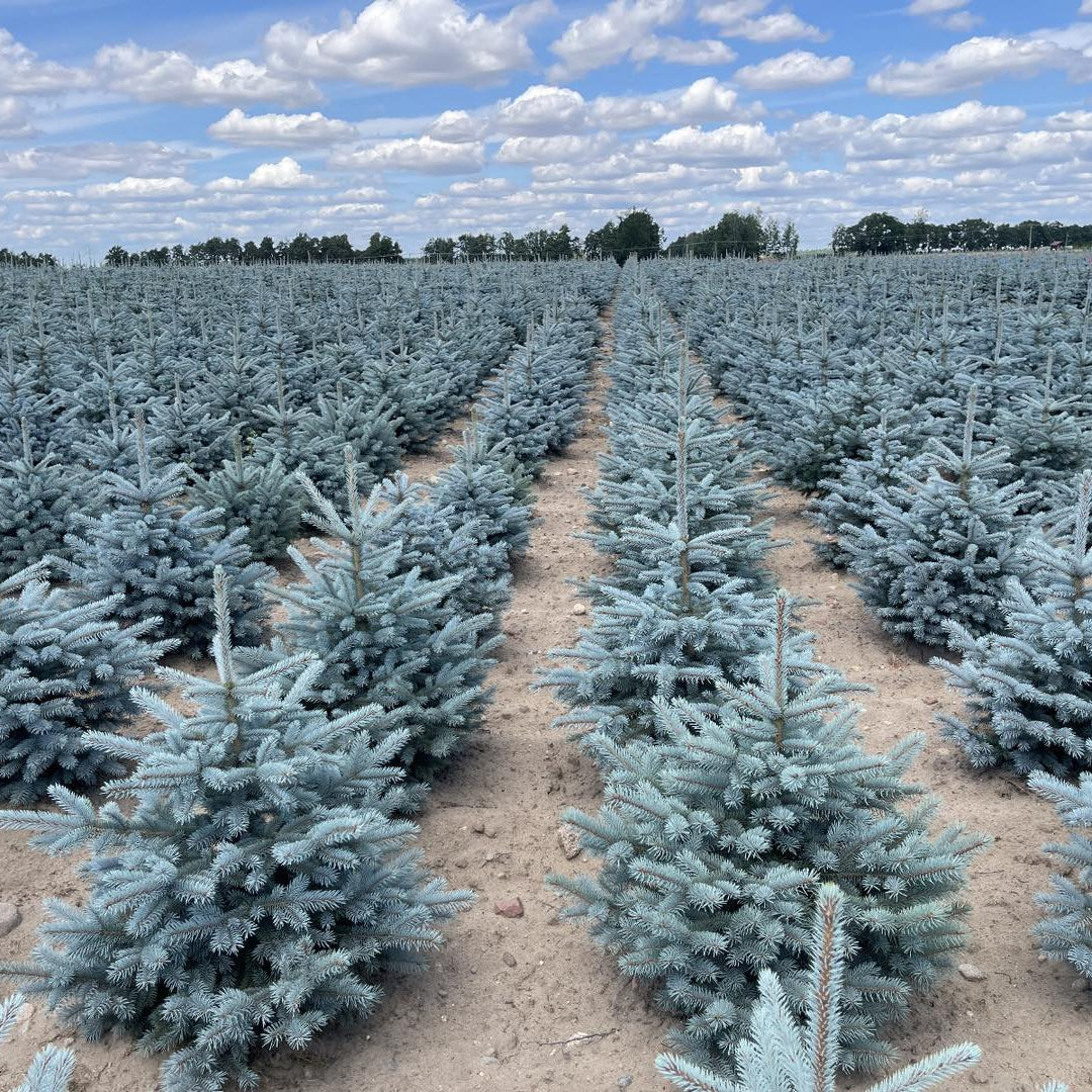 Molid Super Blue - Picea Pungens Glauca Super Blue -
