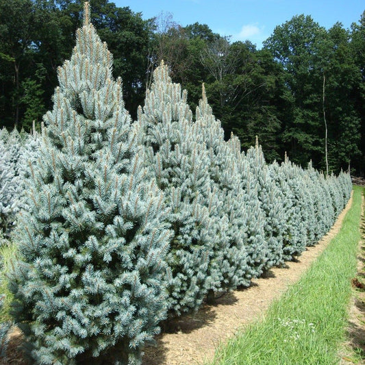 Molid Iseli Fastigiata - Picea Pungens Iseli Fastigiata