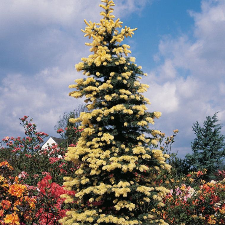 Molid Maigold - Picea Pungens Maigold