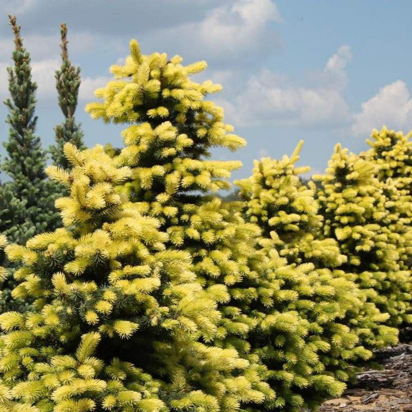 Molid Maigold - Picea Pungens Maigold