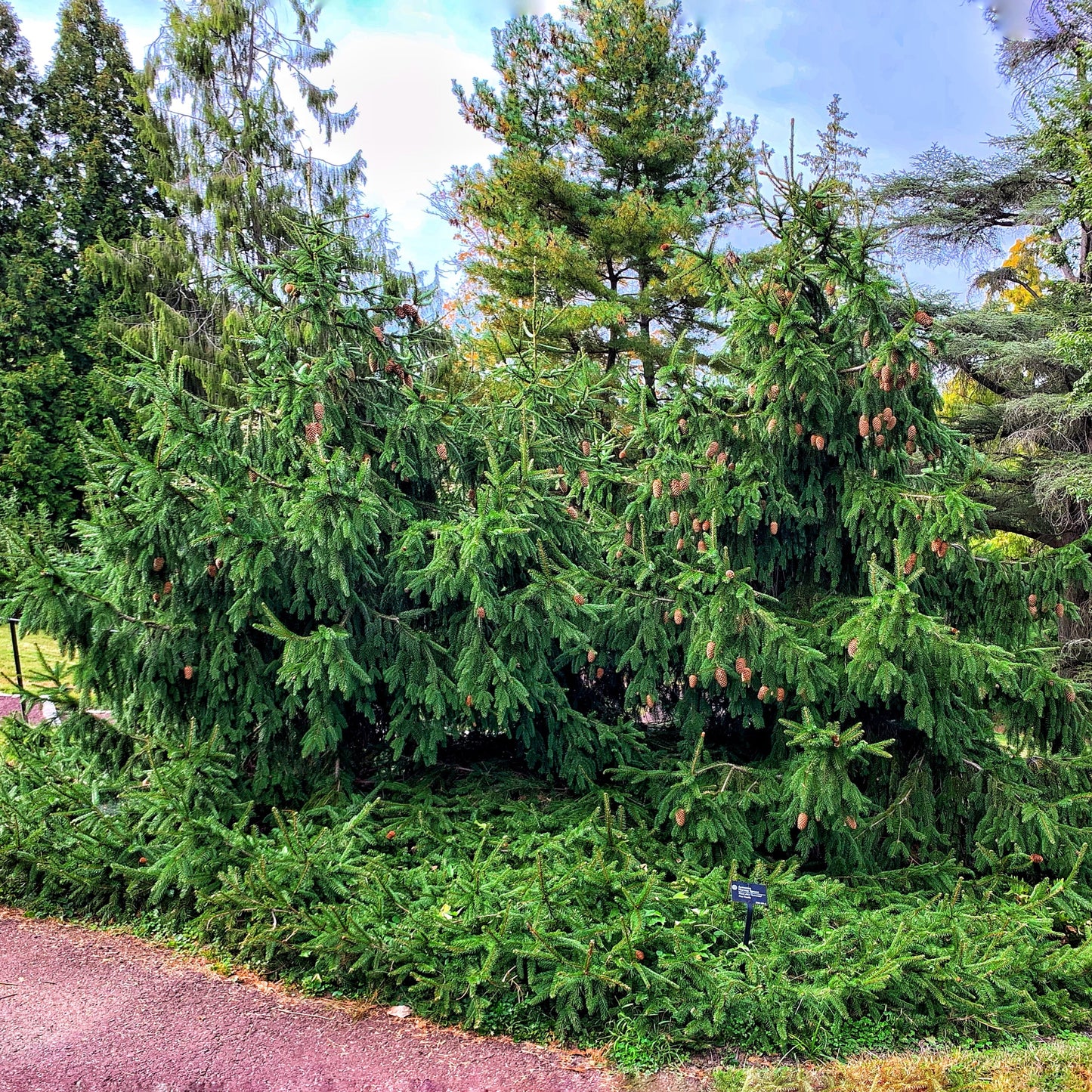 Molid Acrocona - Picea Abies Acrocona