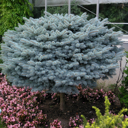 Picea Pungens Glauca Globosa pe Picior