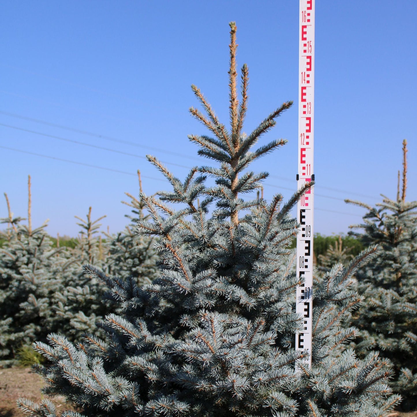 Picea Pungens Superblue Premium (Precomanda - Poze Reale)
