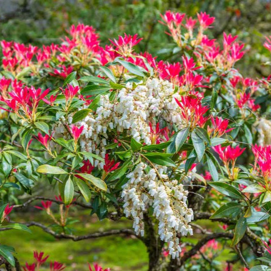 Pieris Forest Flame - Pieris Forest Flame