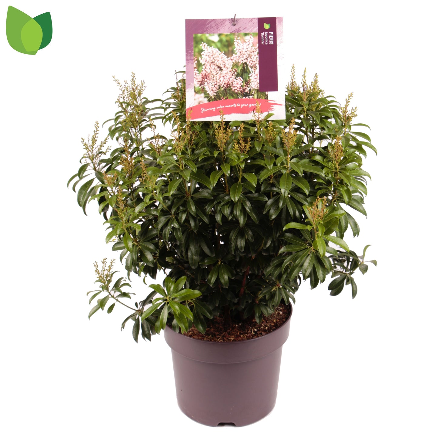 Pieris Bonfire - Pieris Japonica Bonfire