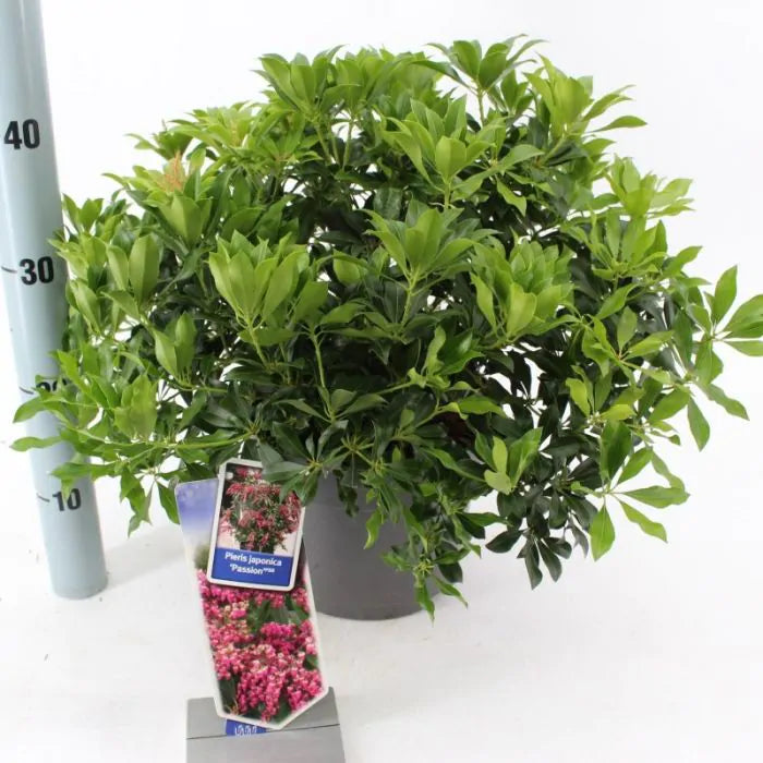 Pieris Passion - Pieris Japonica Passion