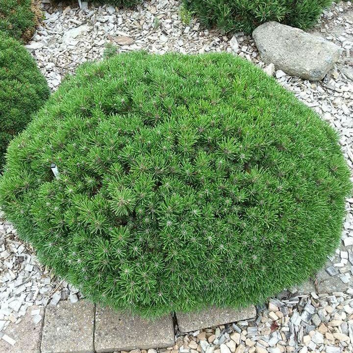 Pin verde pitic - Pinus Mugo 'Benjamin'