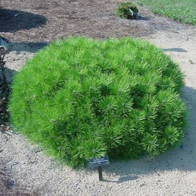 Pin verde Japonez pitic - Pinus Densiflora Low Glow