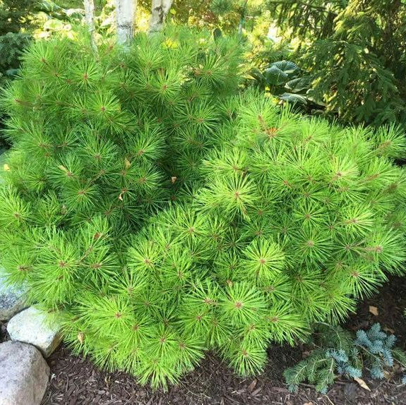 Pin verde Japonez pitic - Pinus Densiflora Low Glow