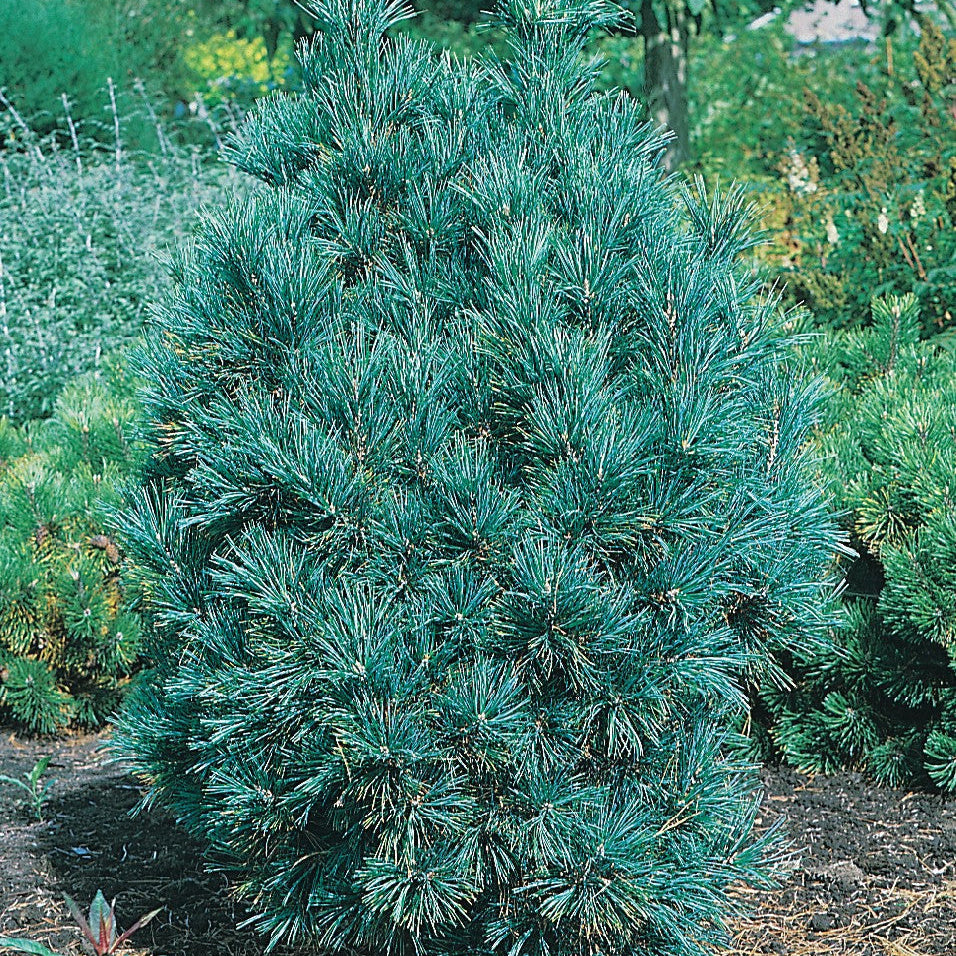 Zâmbru Compacta Glauca - Pinus Cembra Compacta Glauca