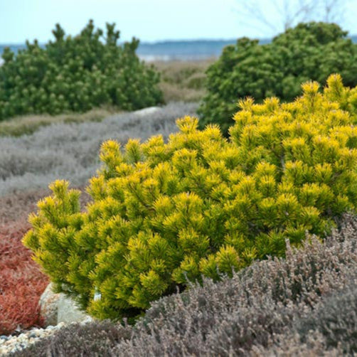 Pin Pitic Carstens - Pinus Mugo Carstens