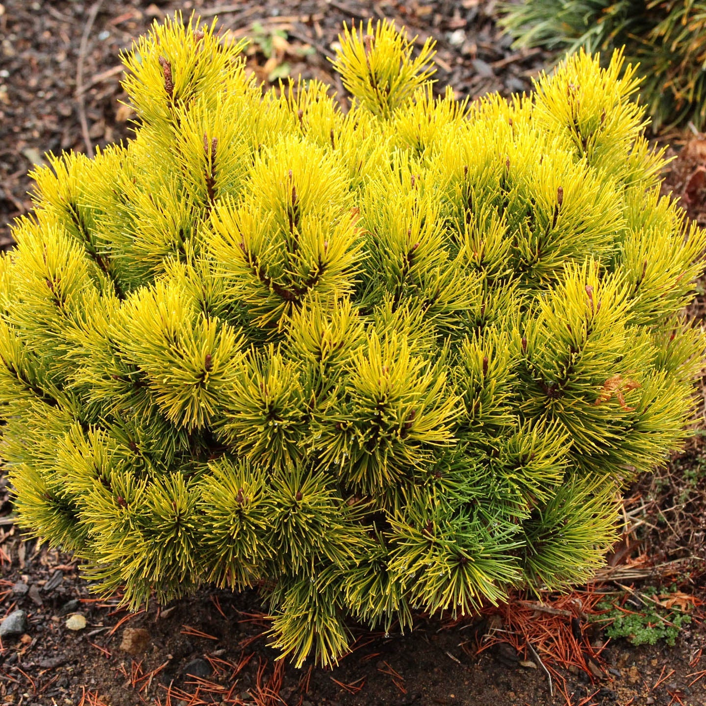 Pin Pitic Ophir - Pinus Mugo Ophir