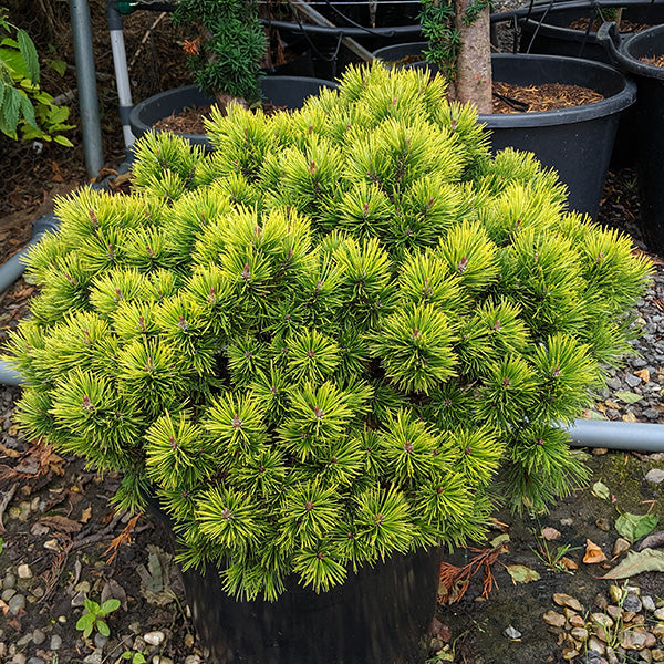 Pin Pitic Ophir - Pinus Mugo Ophir