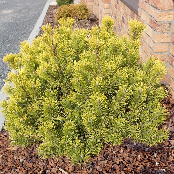 Pin Pitic Wintergold - Pinus Mugo Wintergold