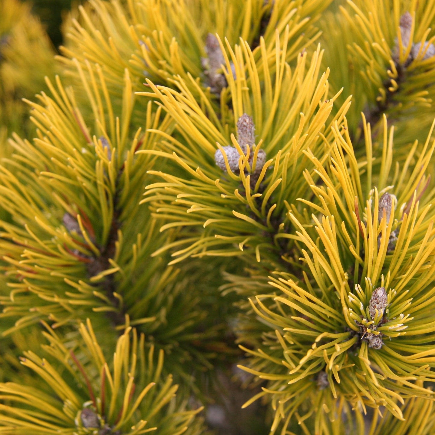 Pin Pitic Wintergold - Pinus Mugo Wintergold
