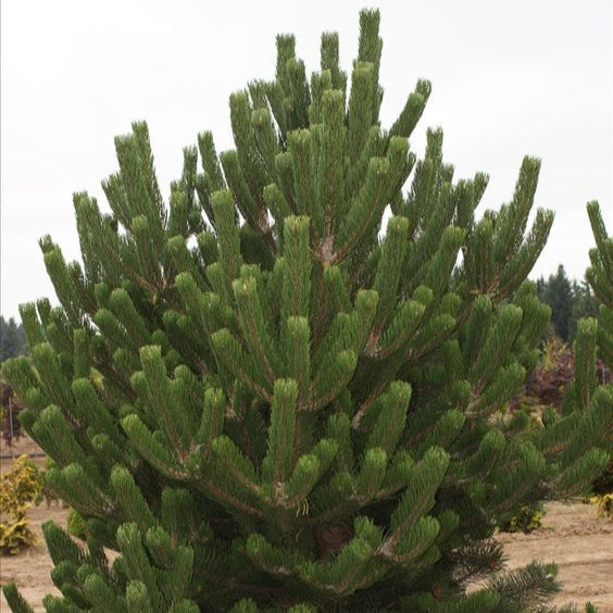Pin Oregon Green - Pinus Nigra Oregon Green