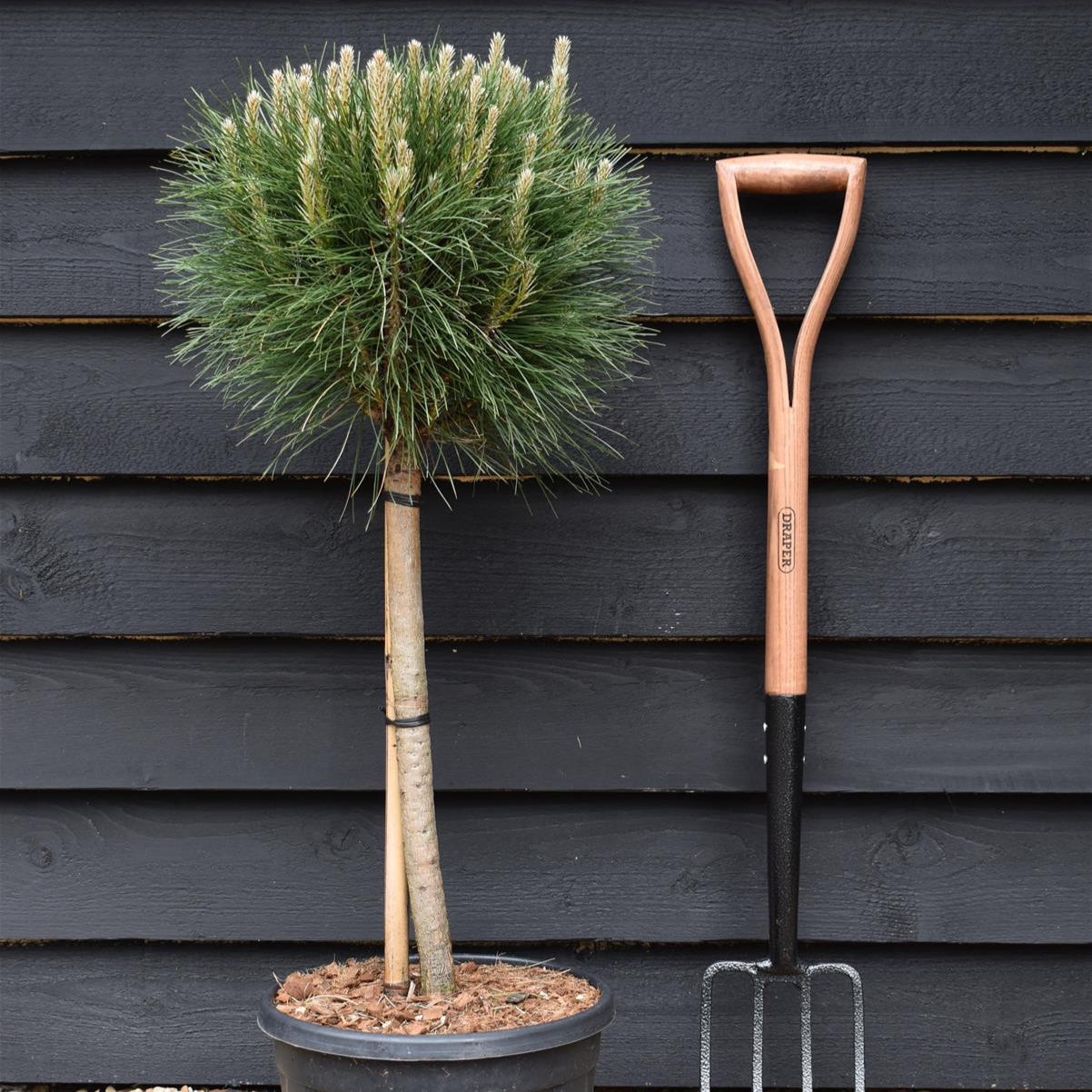 Pin Negru Pe Picior Summer Breeze - Pinus Nigra Pe Picior Summer Breeze