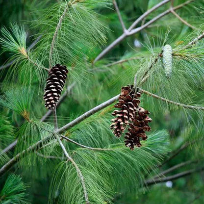 Pin Alb - Pinus Strobus