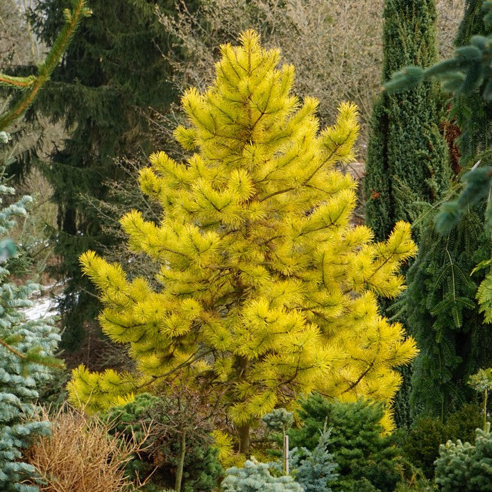 Pin Silvestru Aurea - Pinus Sylvestris Aurea
