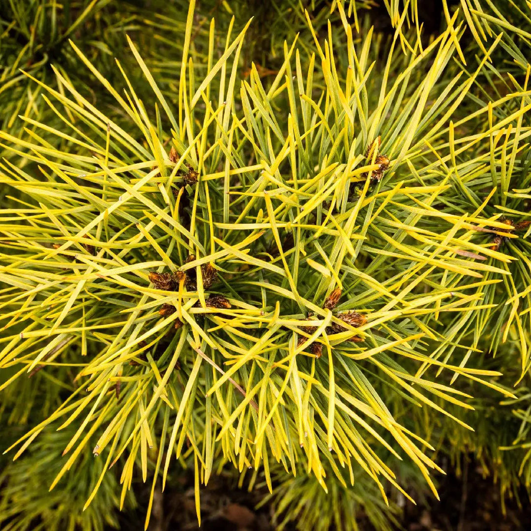 Pin Silvestru Aurea - Pinus Sylvestris Aurea