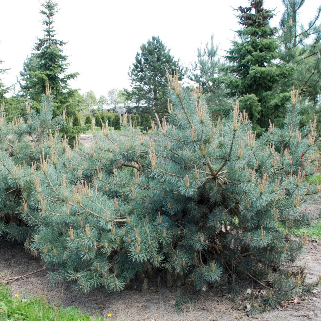 Pin Târâtor - Pinus Sylvestris Repens