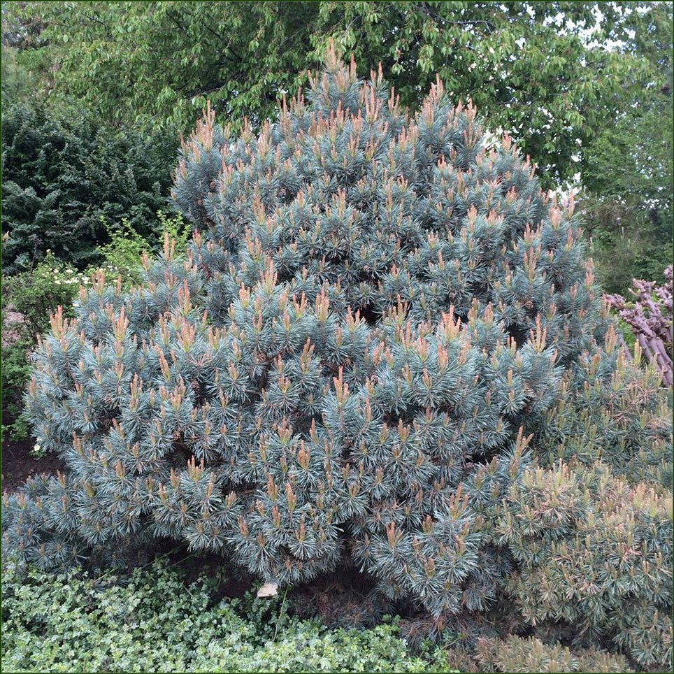 Pin Watereri - Pinus Sylvestris Watereri