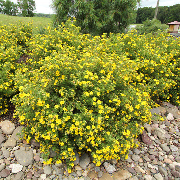 Potentilă Goldfinger - Potentilla Frut. Goldfinger