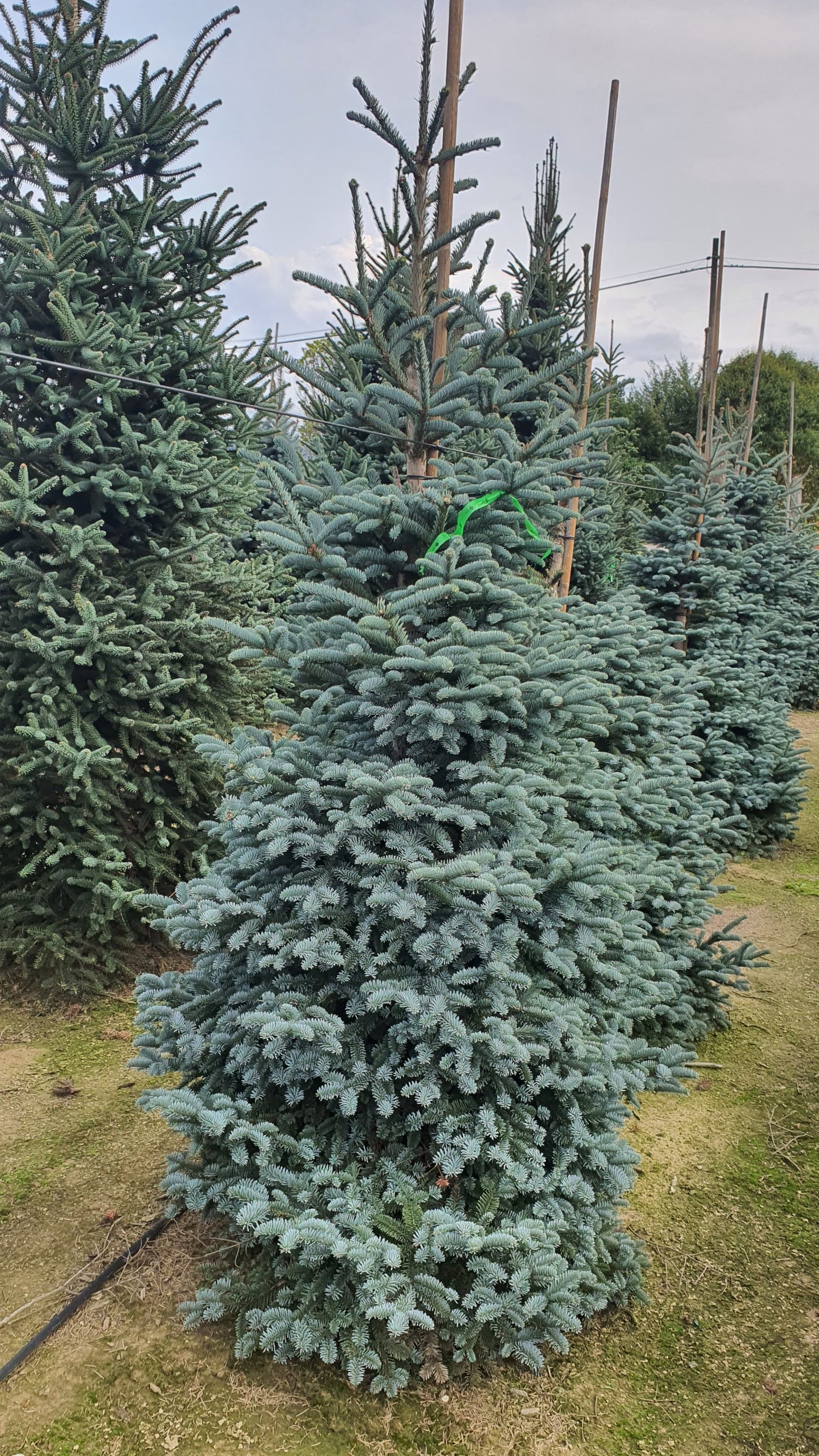 Abies Procera Glauca Premium (Precomanda - Poze Reale)