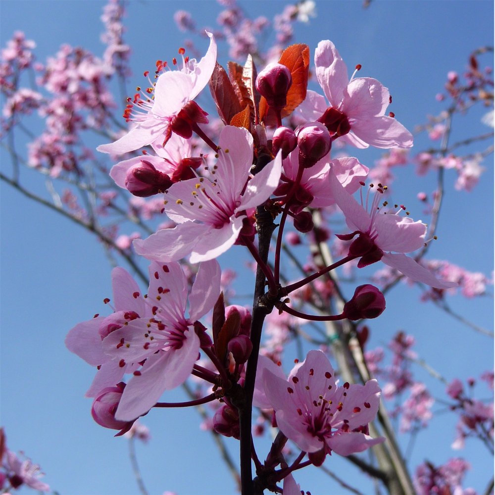 Prun Ornamental Nigra - Prunus Cerasifera Nigra