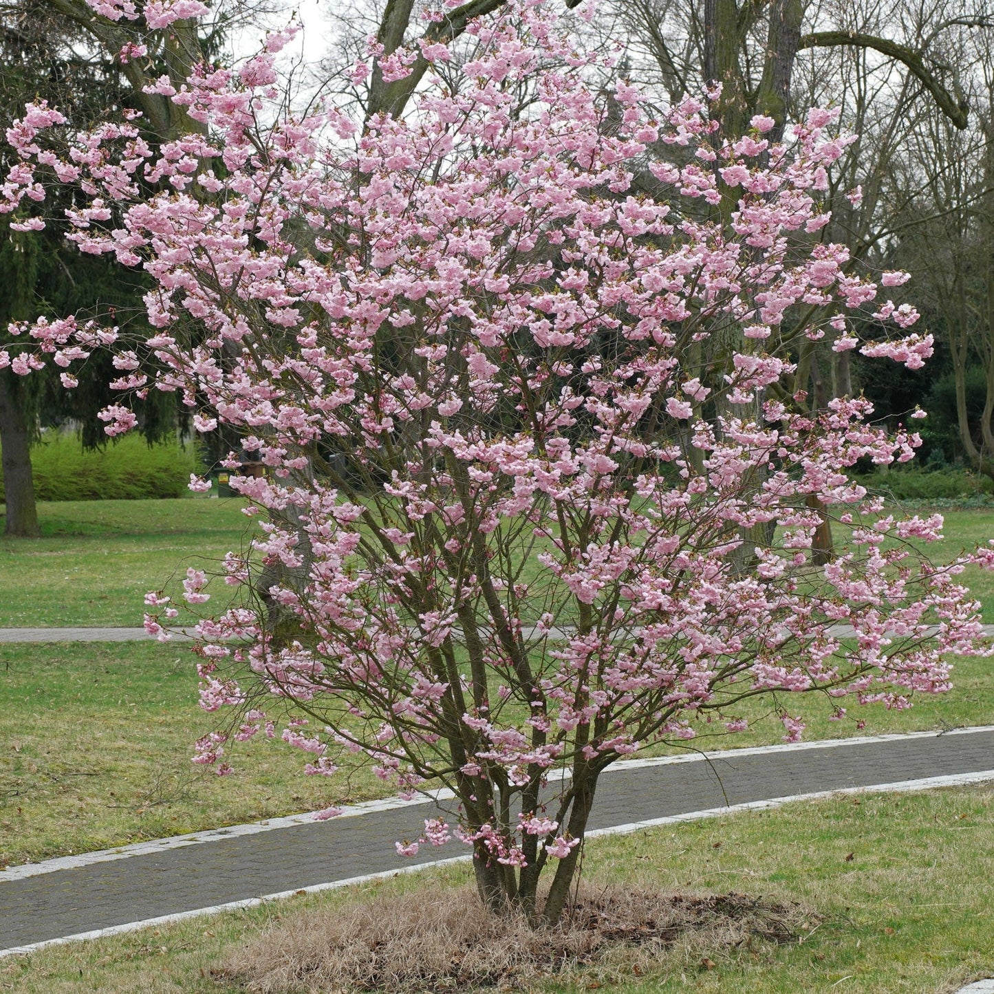 Cires Japone Tufă - Prunus Triloba - Tufa