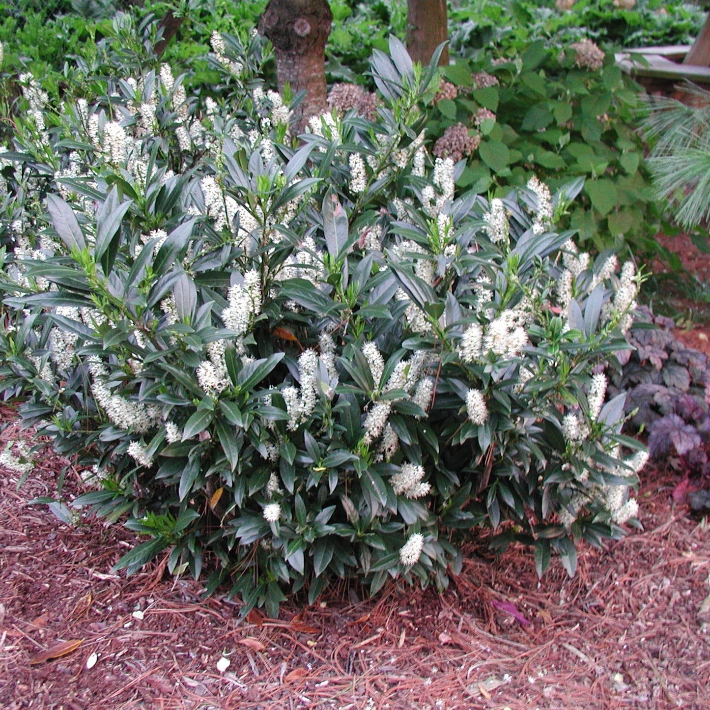 Laurelcireș Otto Luyken - Prunus Laur. Otto Luyken