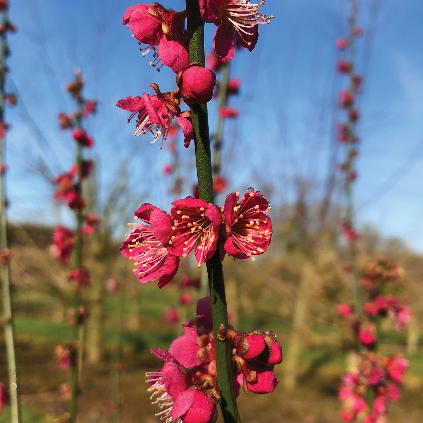 Cireș Japonez Beni Chidori - Prunus Serrulata Beni Chidori