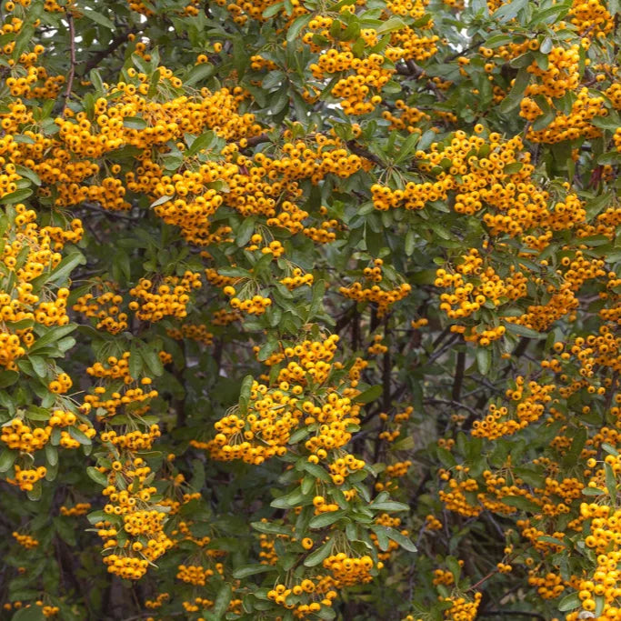 Piracantha Soleil D'Or - Pyracantha Cocc. 'Soleil D'Or'